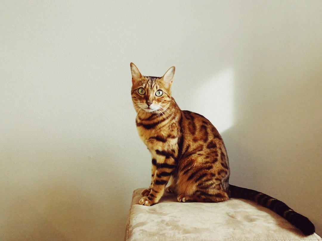 Бенгальская кошка