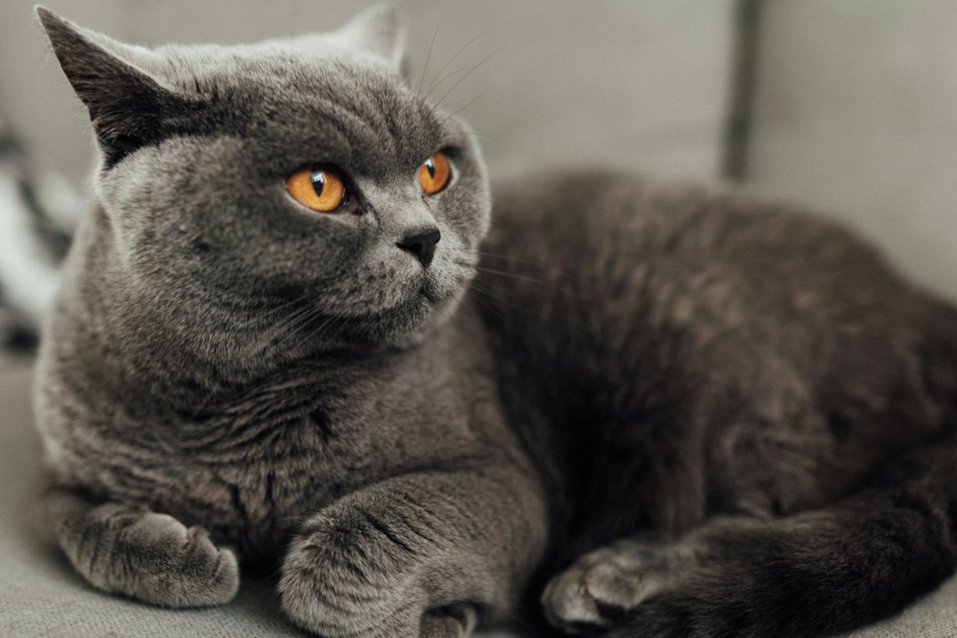 Британская короткошёрстная кошка