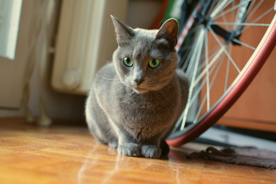 Русская голубая кошка