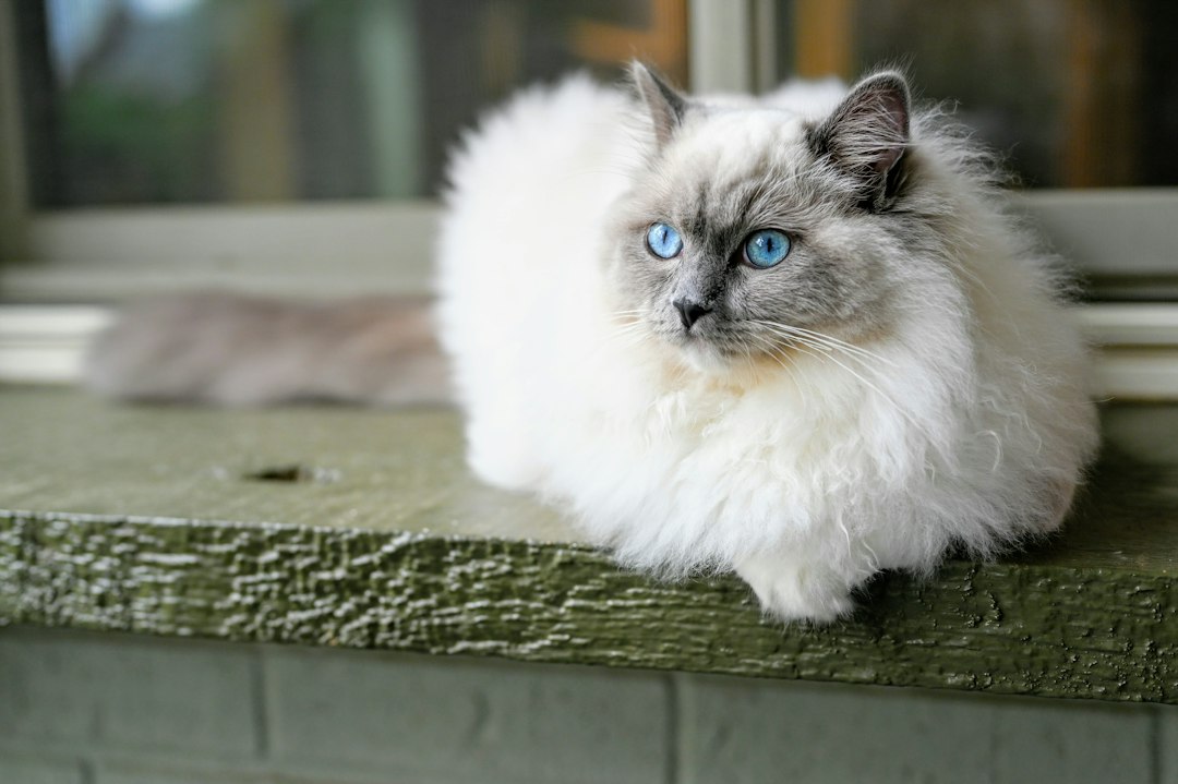 Кошка породы рэгдолл