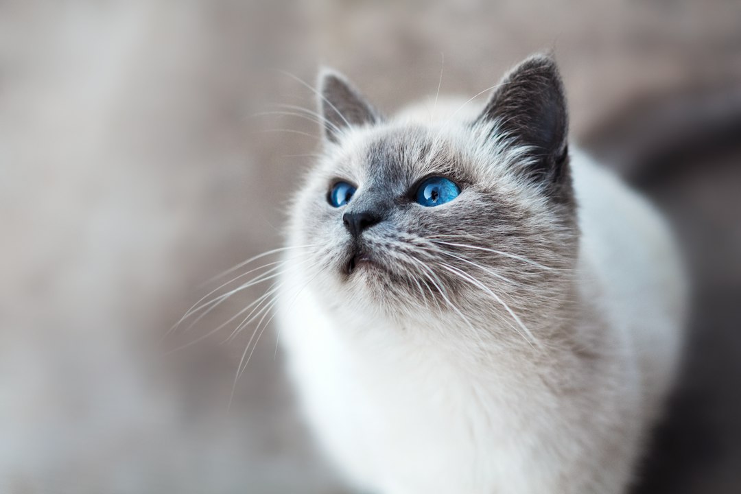 Сиамская кошка