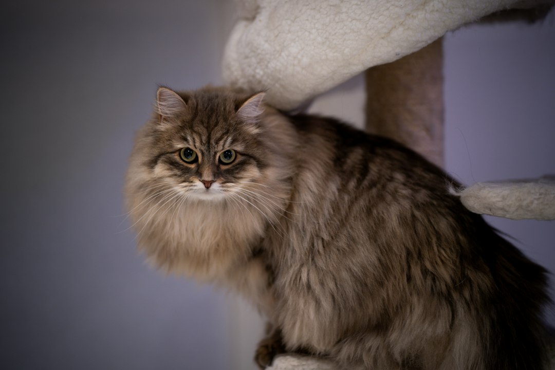 Сибирская кошка